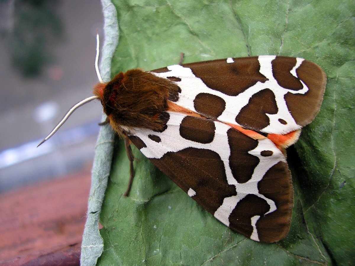 Индийский шелкопряд бабочка