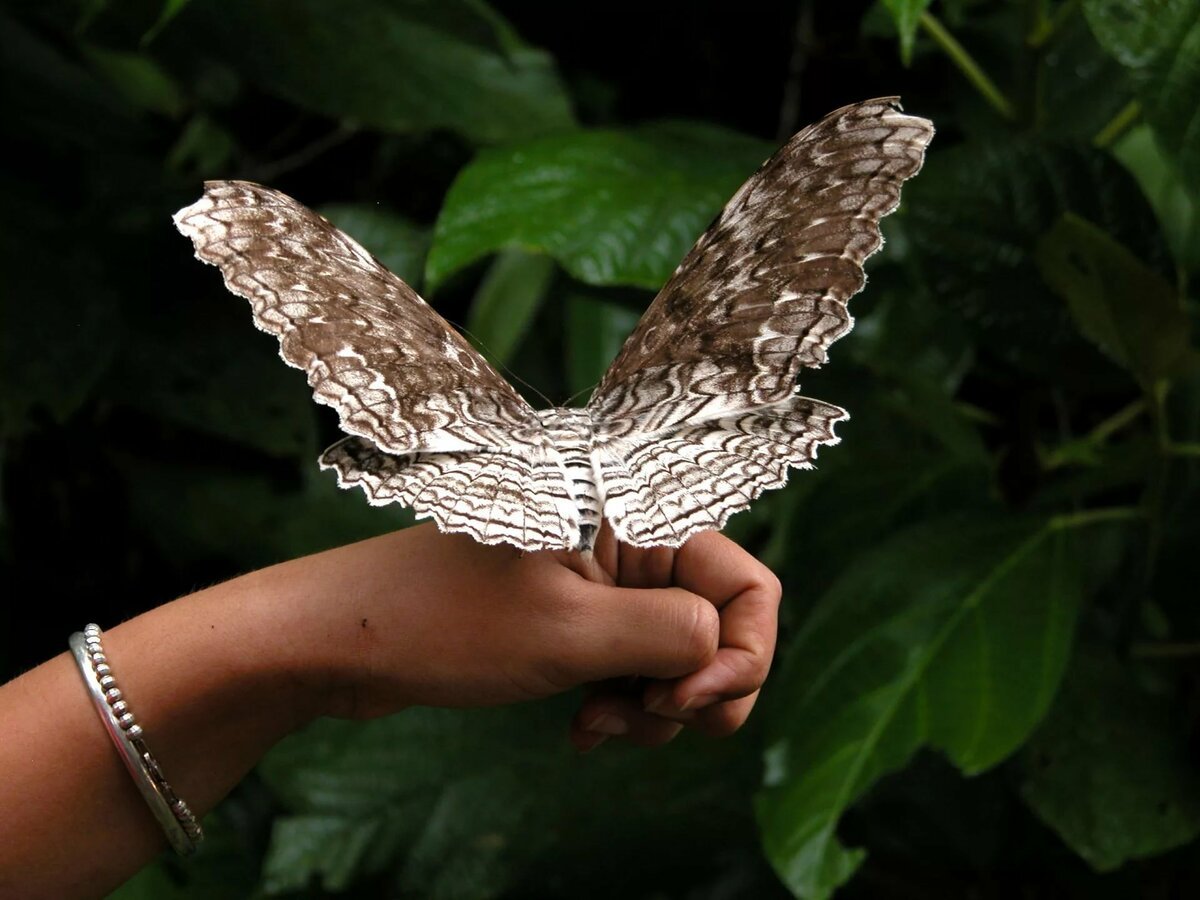 Совка Тизания Агриппина