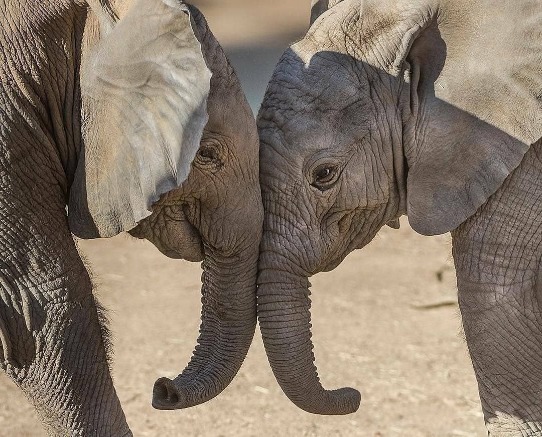 Индийский слон