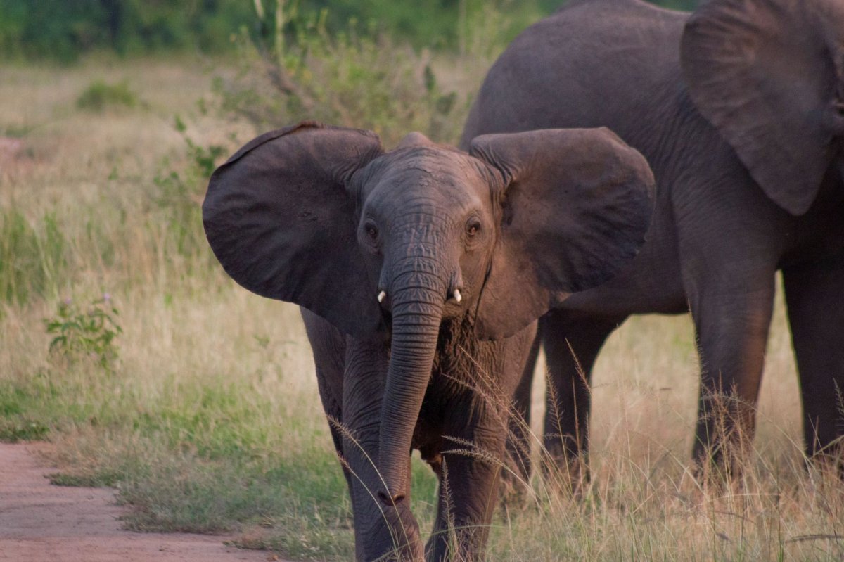 Хвост слона