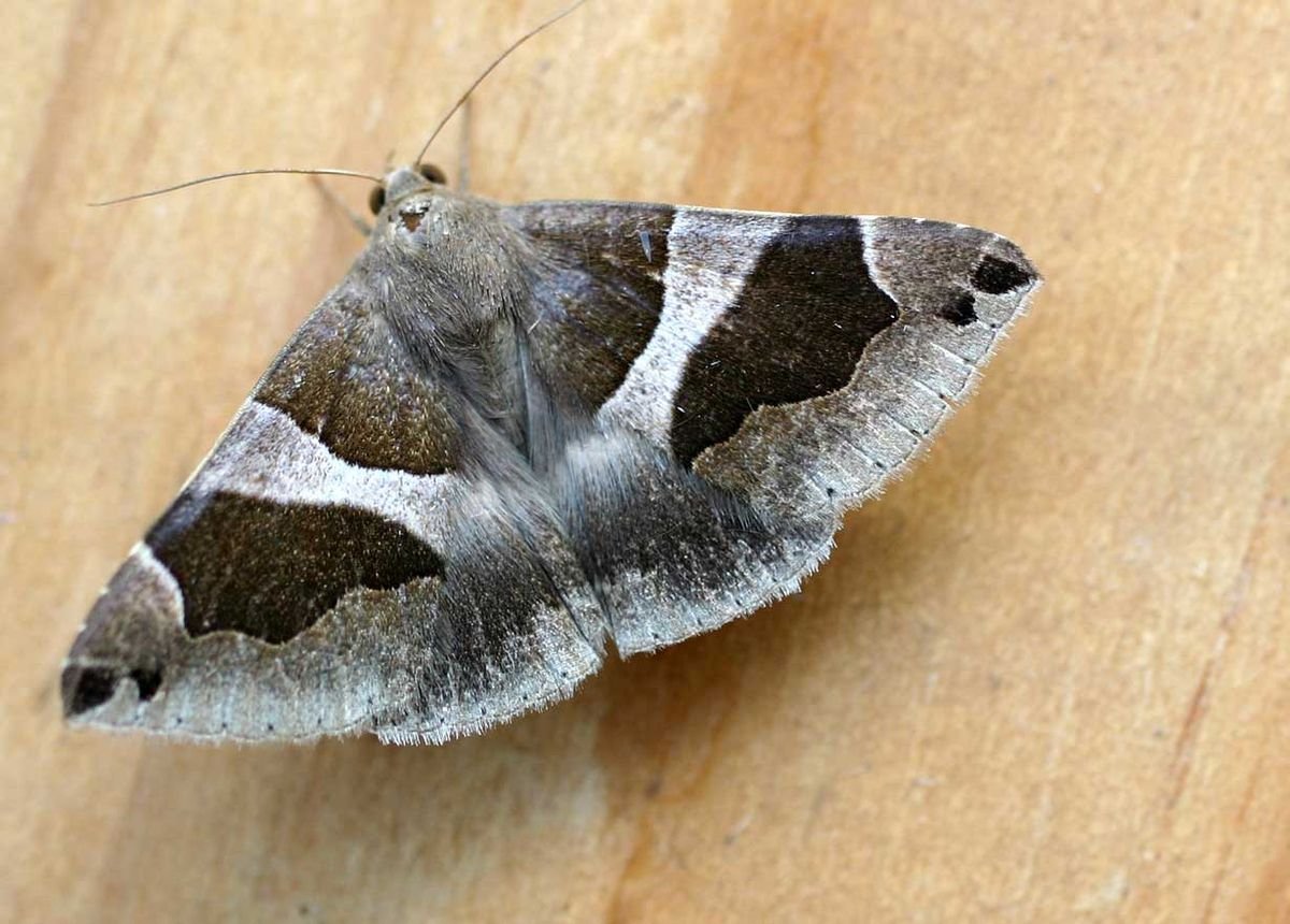 Ленточницы бабочка Мимикрия