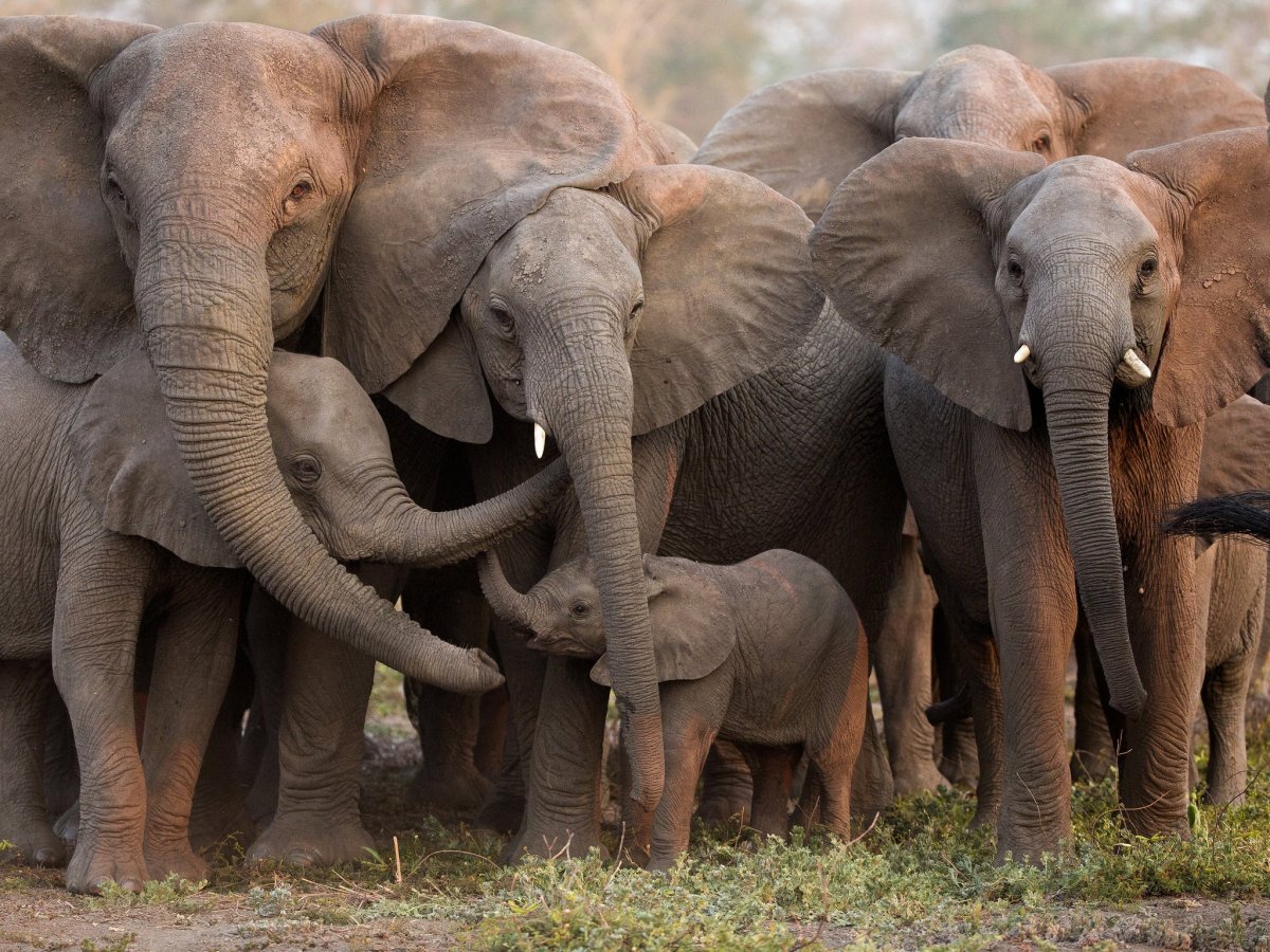 Африканский индийский и азиатский слон