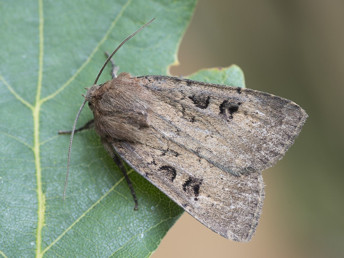 Редкие насекомые Кировской области