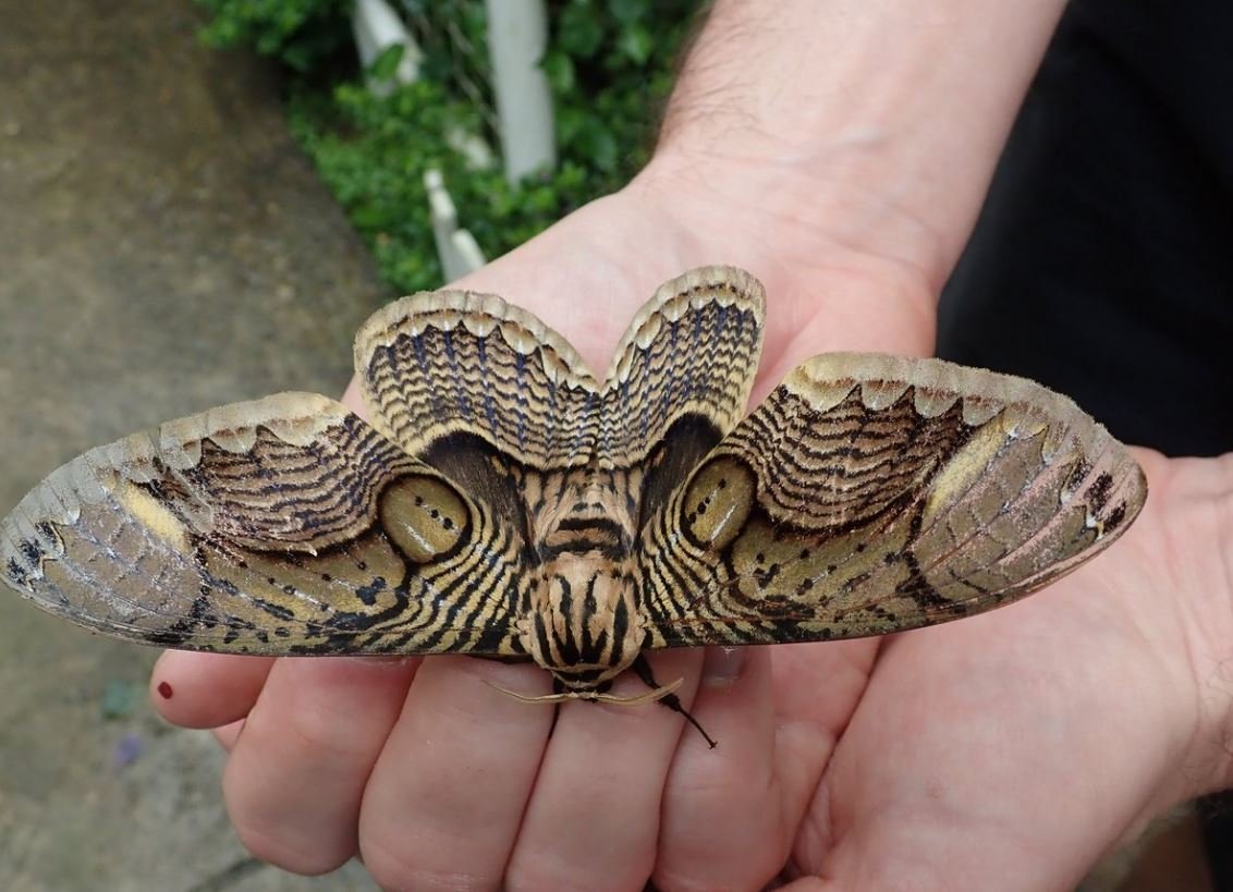 Брамея Танкрэ