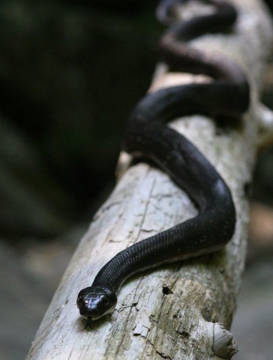 Тонкая змейка. Чёрная гадюка змея. Египетская гадюка черная. Синебрюхая черная змея. Маленькая черная змея.