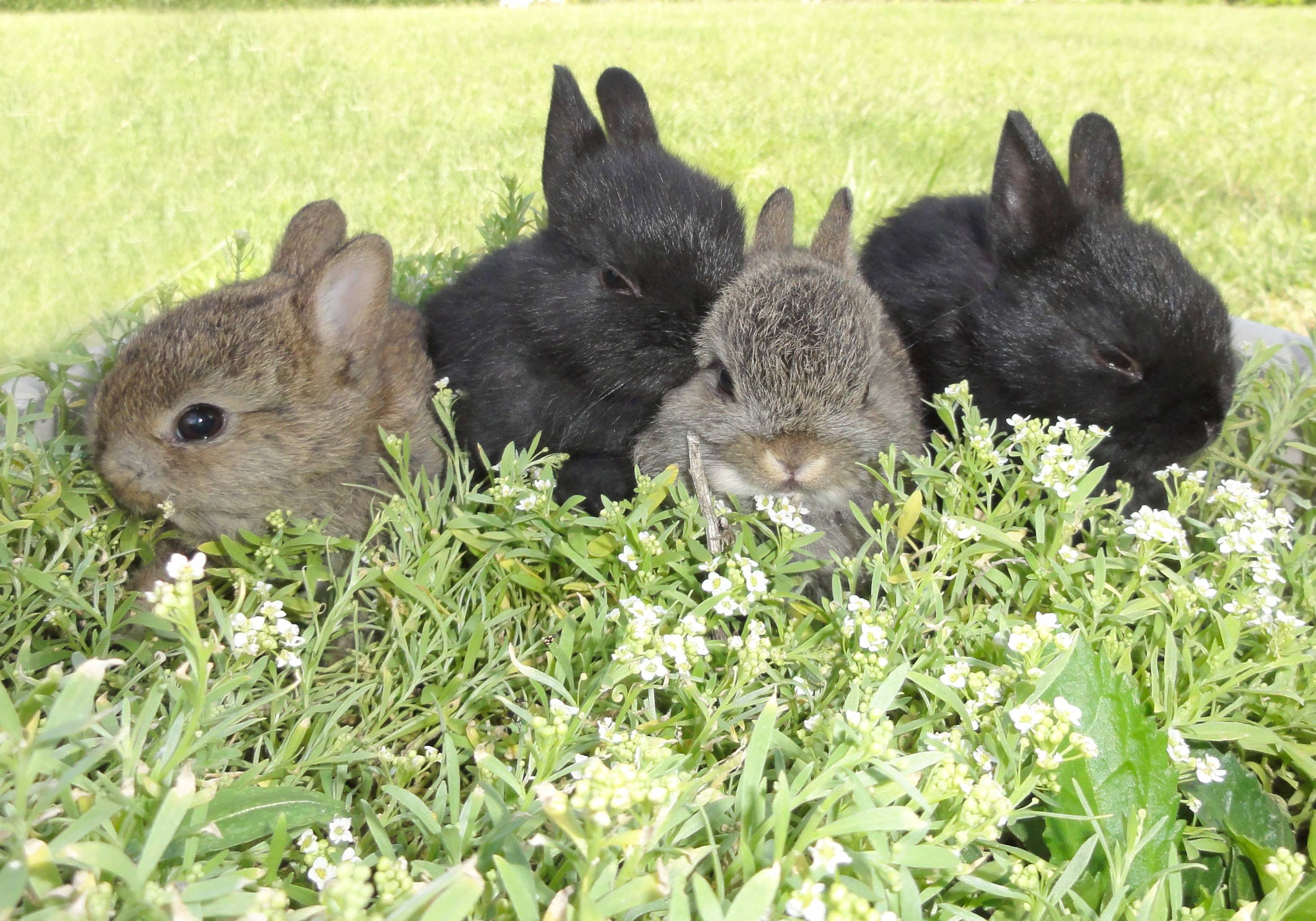 В питомнике живет несколько кроликов разного цвета. Животноводство кролики. Кролиководство. Ферма кроликов. Кролики в сельском хозяйстве.