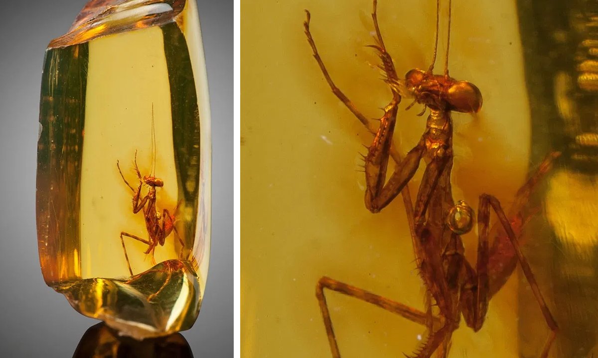 Acropyga Oceanica муравьи