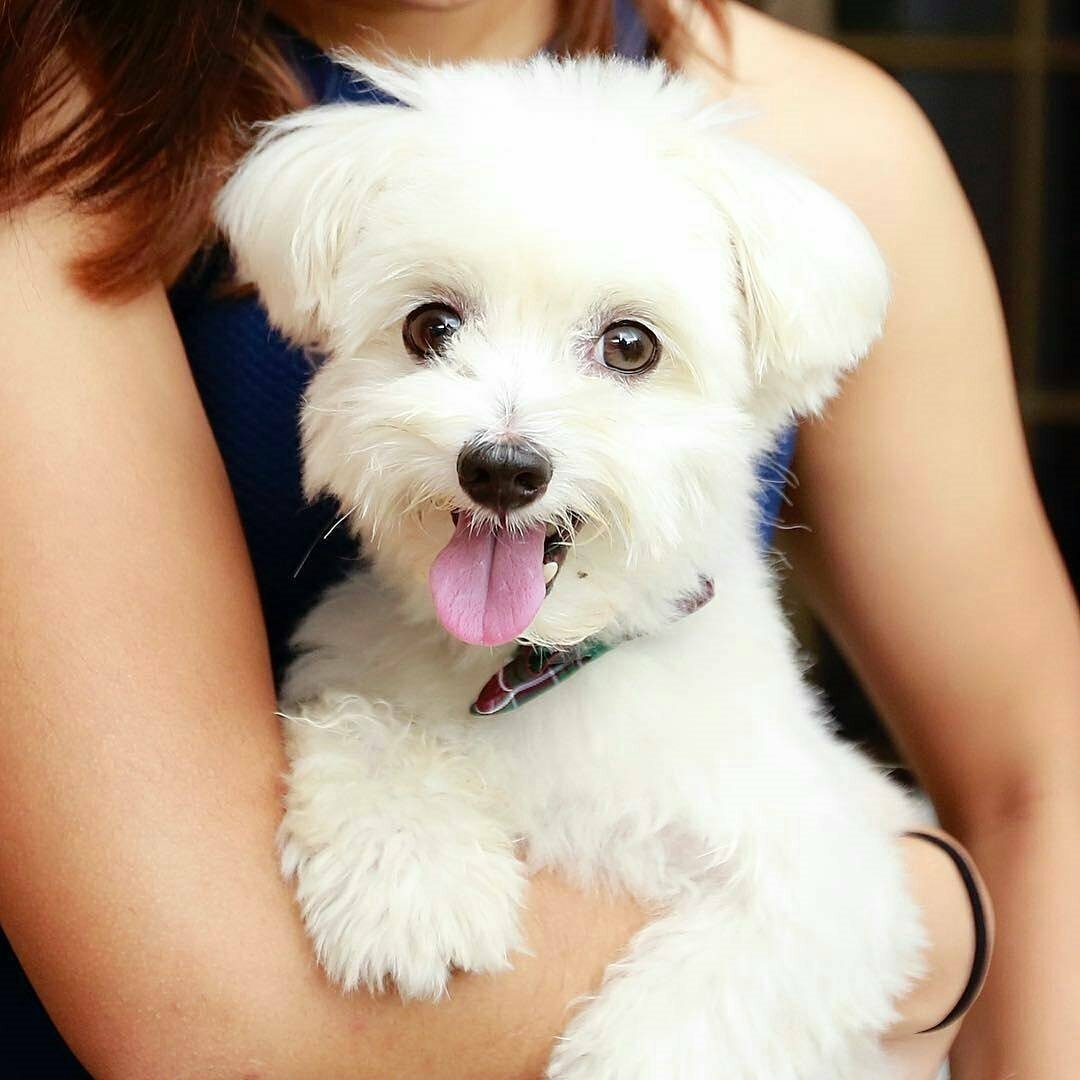 Мальтийская болонка Малибу