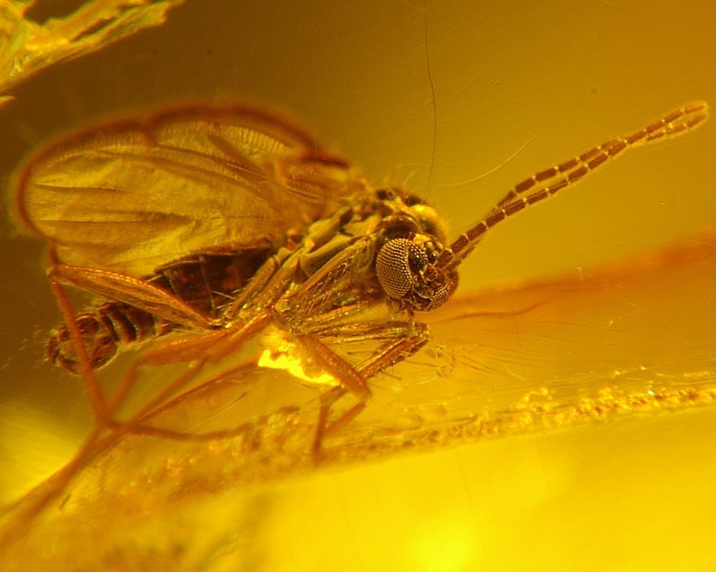 Аммонит в бирманском янтаре