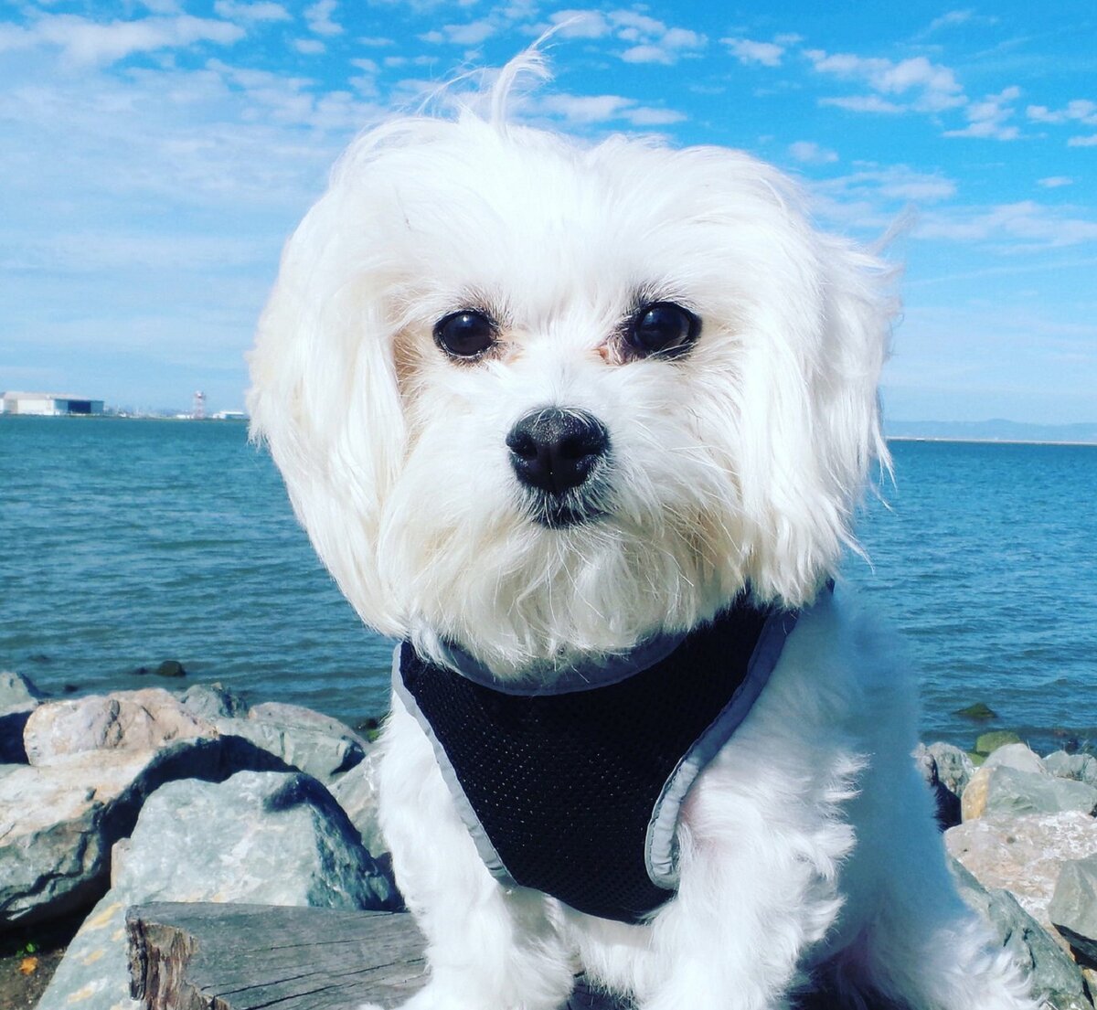 Королевский шпиц белый