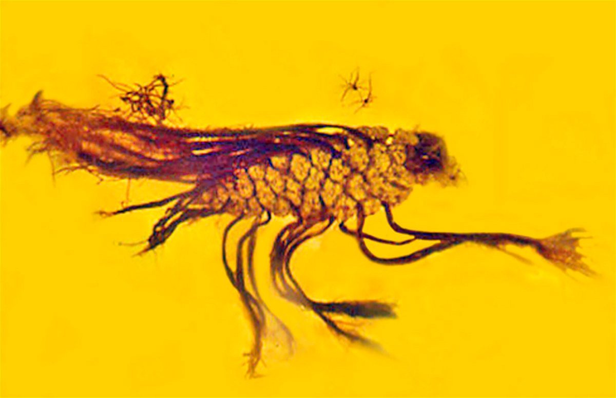 Инклюзы в янтаре птенец