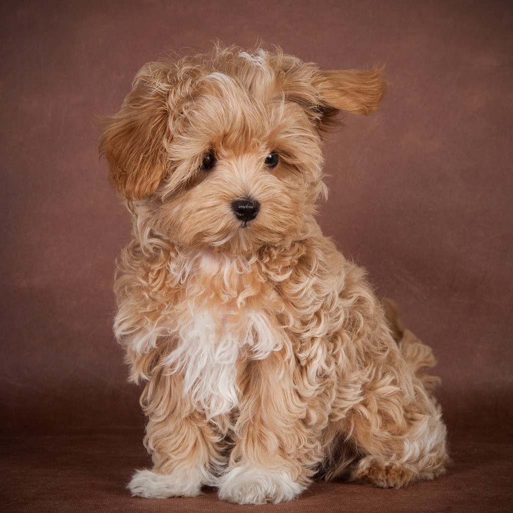 Померанский шпиц милашка