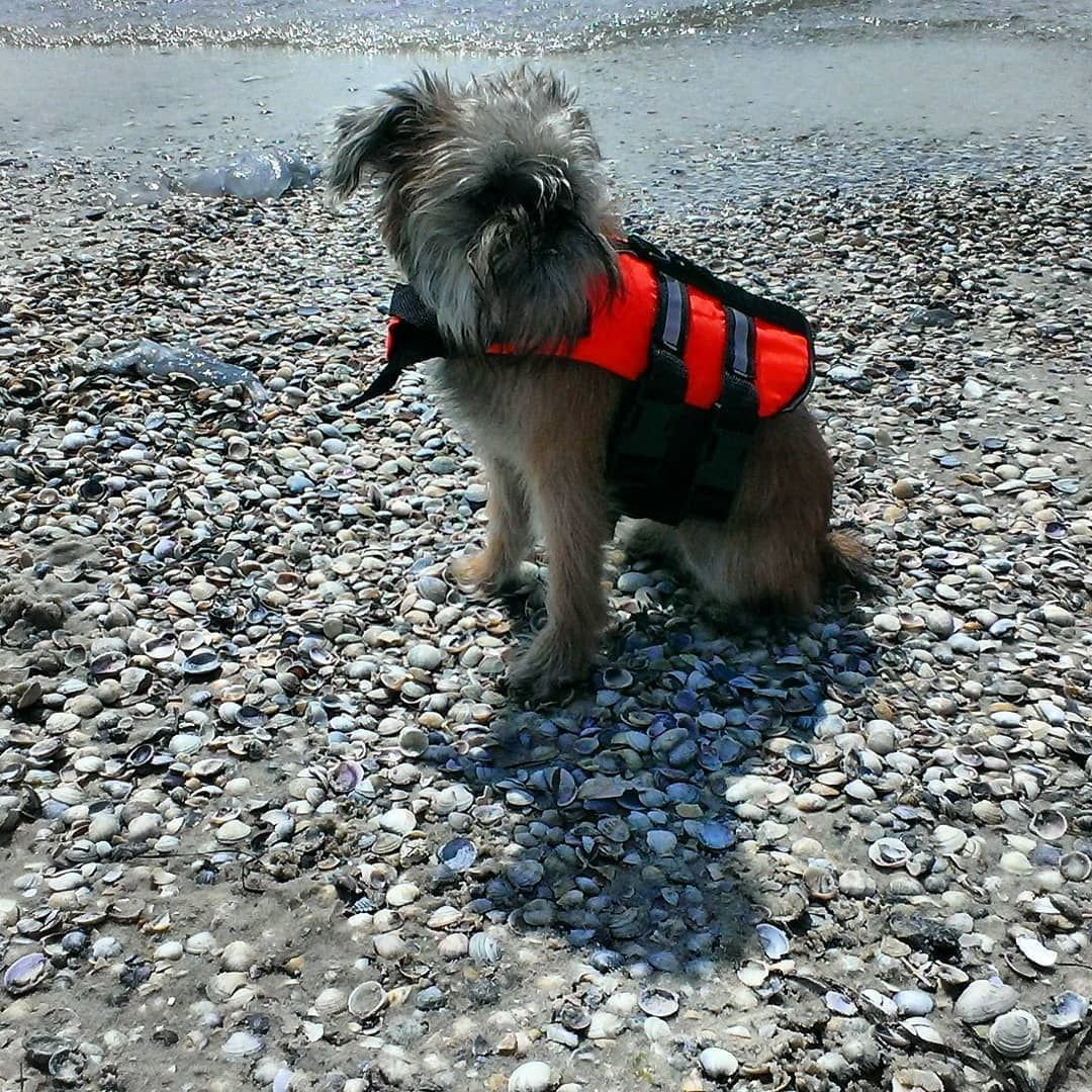 Малибу порода собак