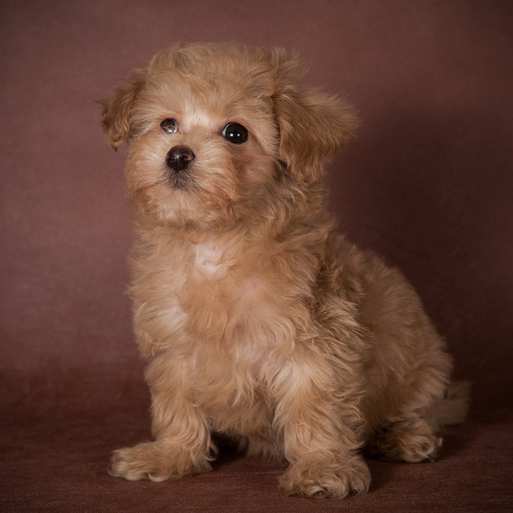 Мальтипу Беби фейс