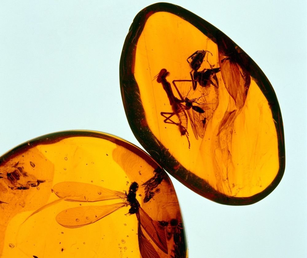 Окаменелости в янтаре