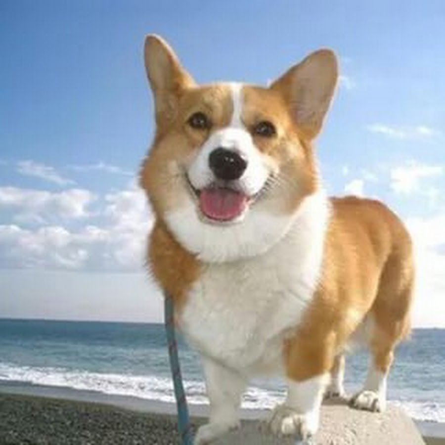 Малибу щенки