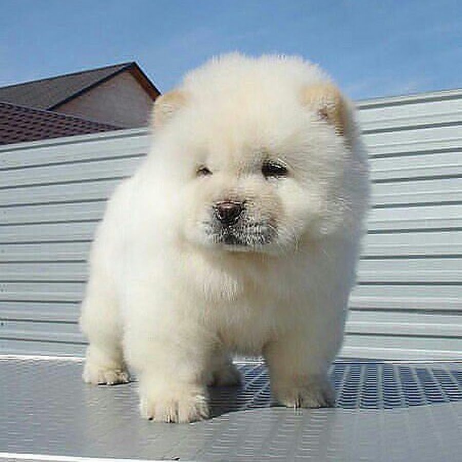 Собачка Мальтийская болонка