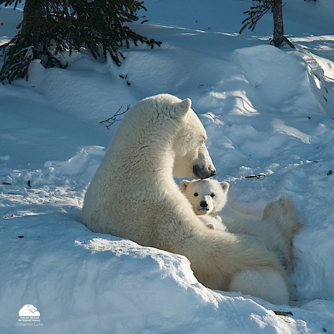 Дикая природа белого медведя. Белый медведь (Лаптевская популяция). Полярная Медведица. Белый медведь в природе. Полярный медведь.