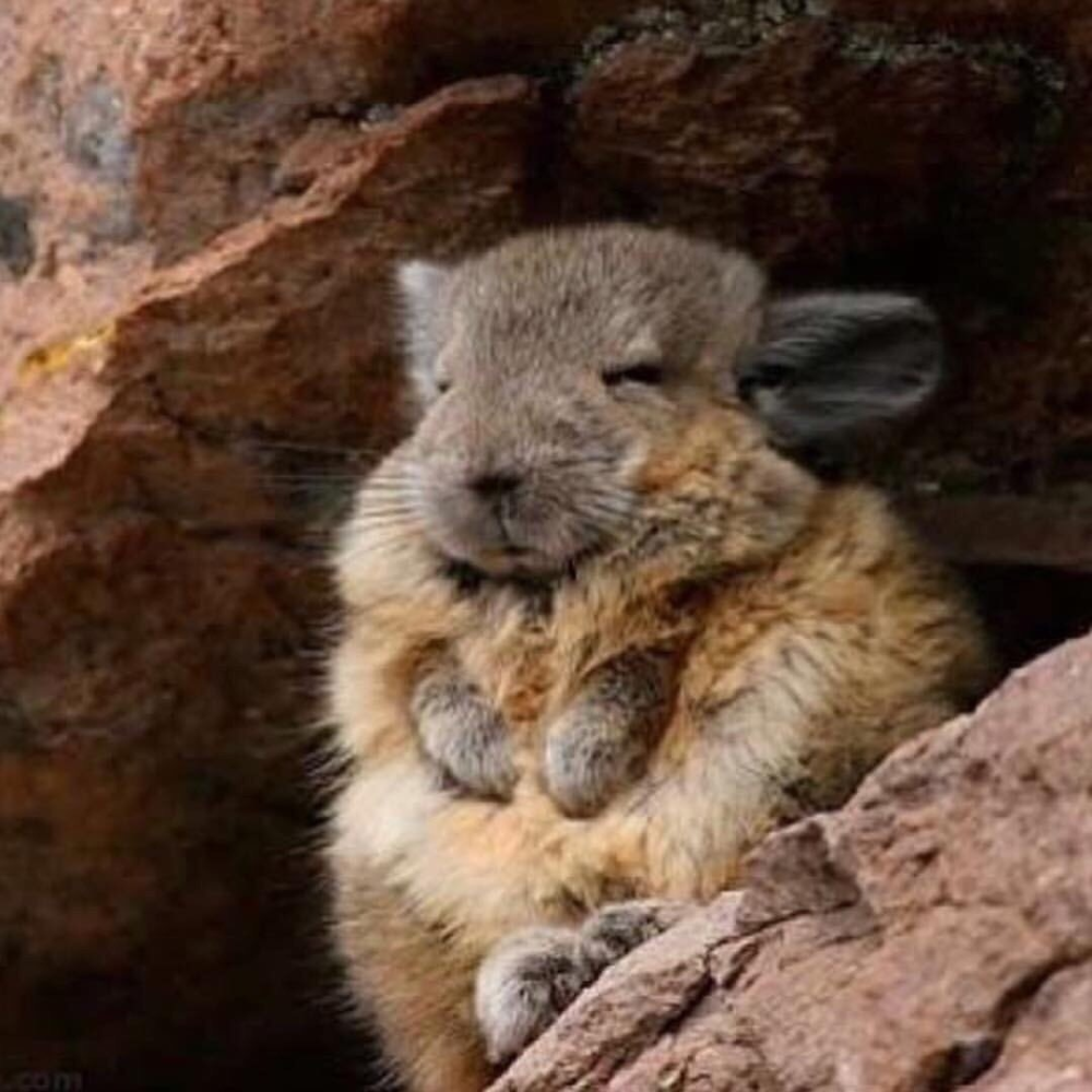 Горная вискаша и шиншилла