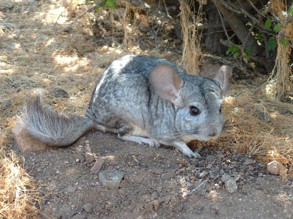 Горная вискаша