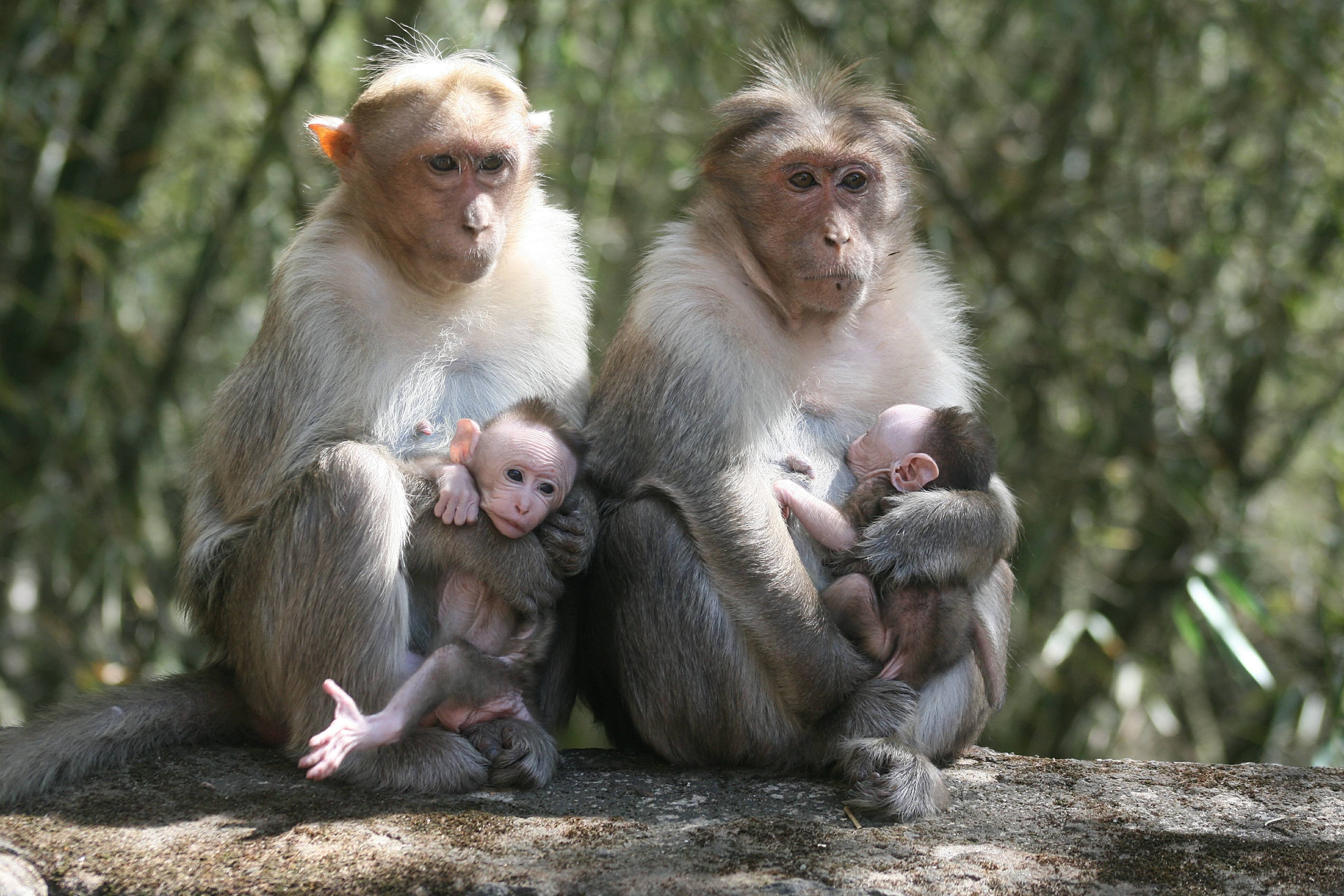 Макаки шимпанзе. Макака резус детеныш. Детеныш обезьяны. Тайваньский макак. Обезьяны макаки.