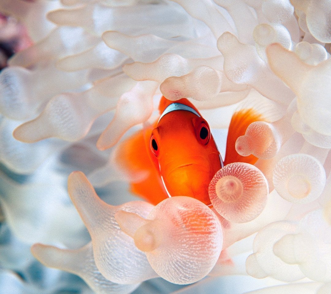 Цихлазома чернополосая Фламинго