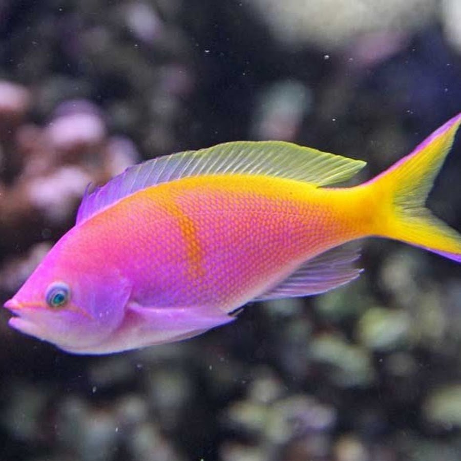 Антиас Карбери