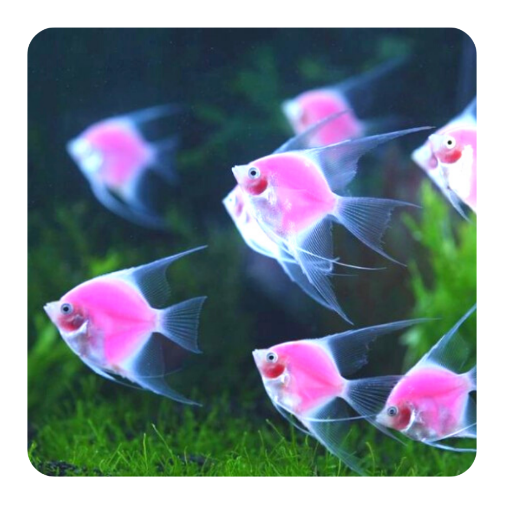 Гурами розовый