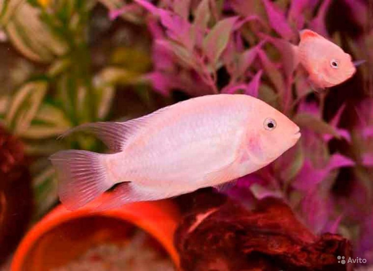 Цихлида розовая Аулонокара