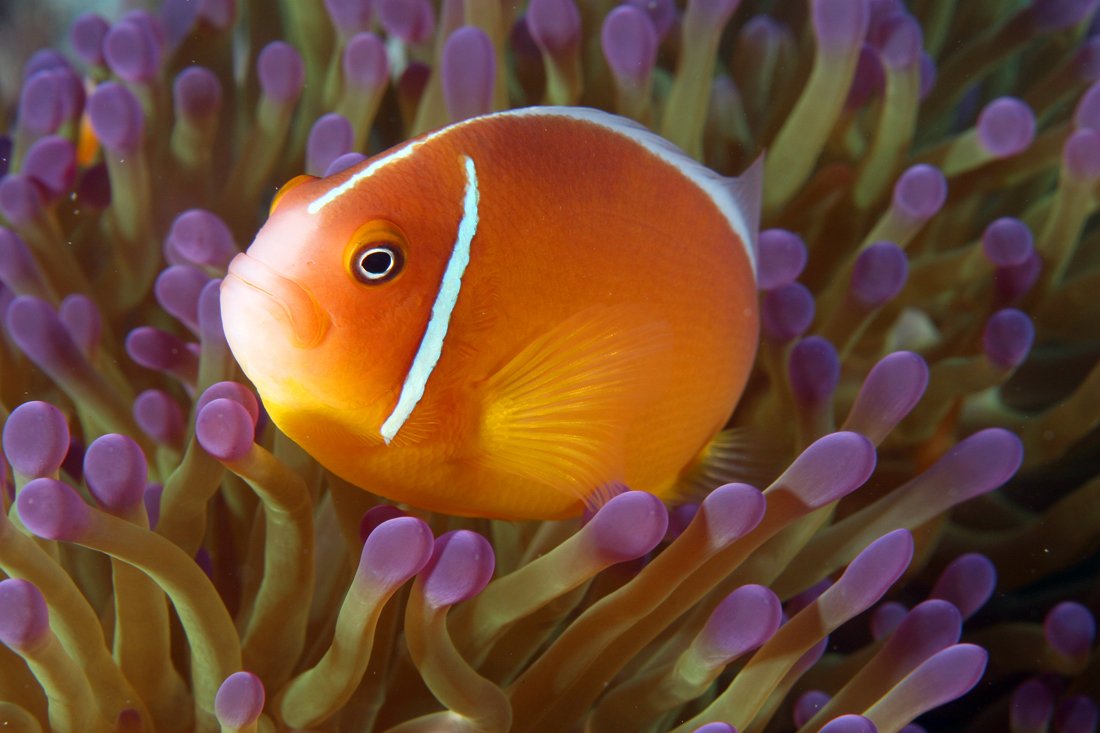 Антиас лирохвостый