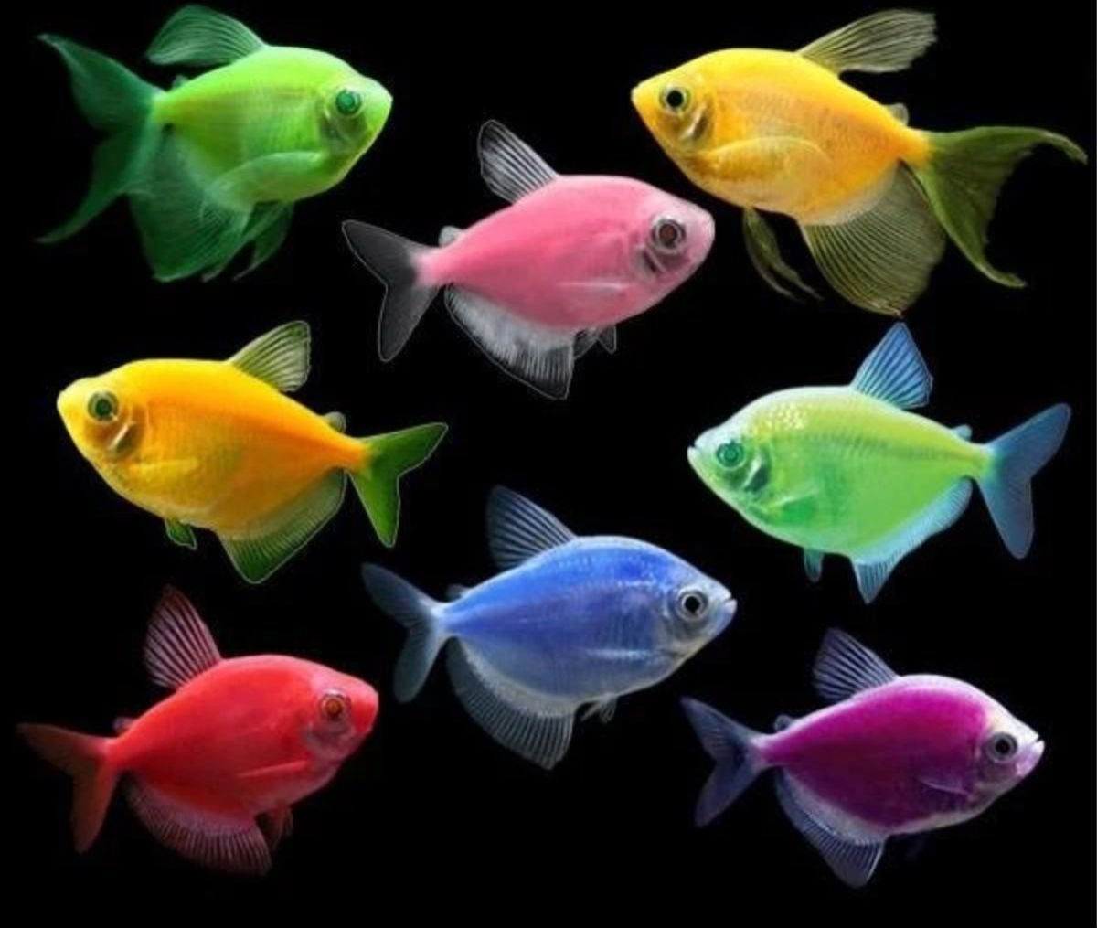 Тернеция Карамельки розовые