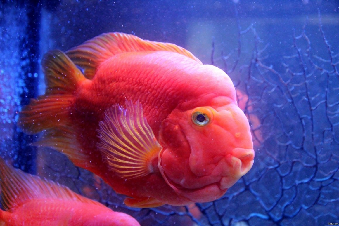 Данио рерио аквариумная рыбка