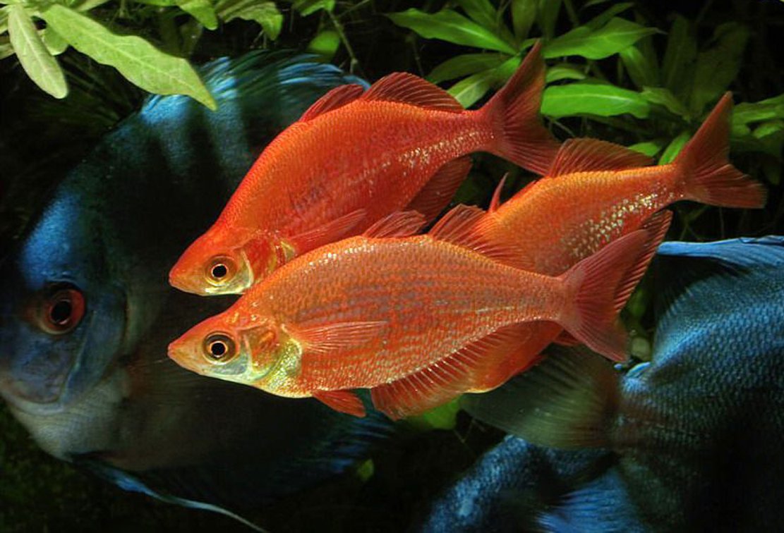 Петушки Дамбо рыбки