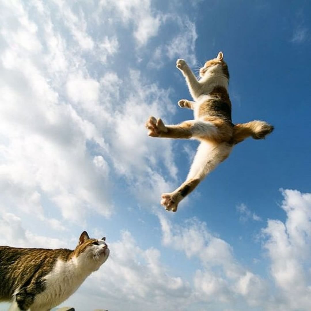 Кошки полетели. Летающий котик. Летающая кошка. Кошка в прыжке. Кошка в прыжке вверх.