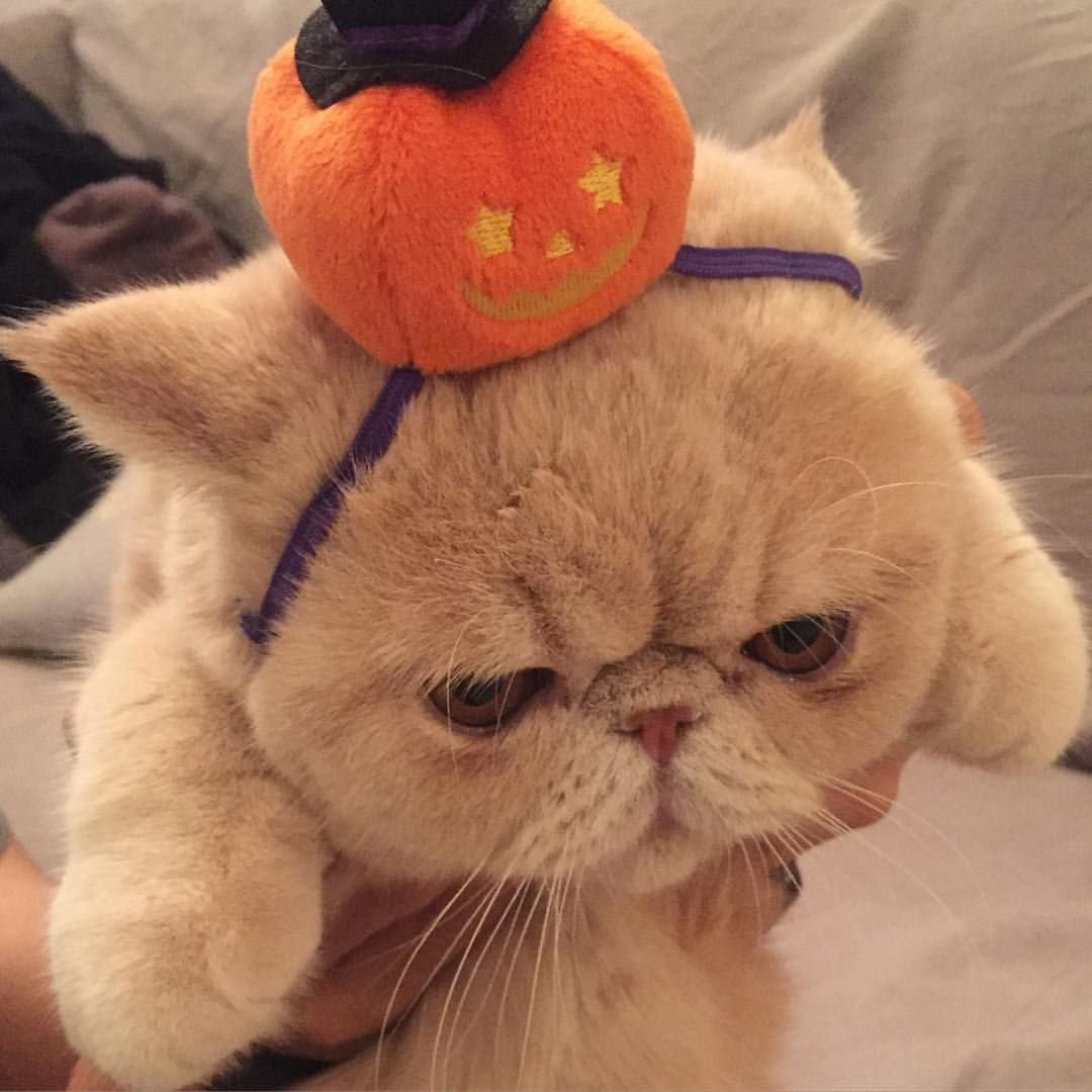 Кот сфинкс экзот