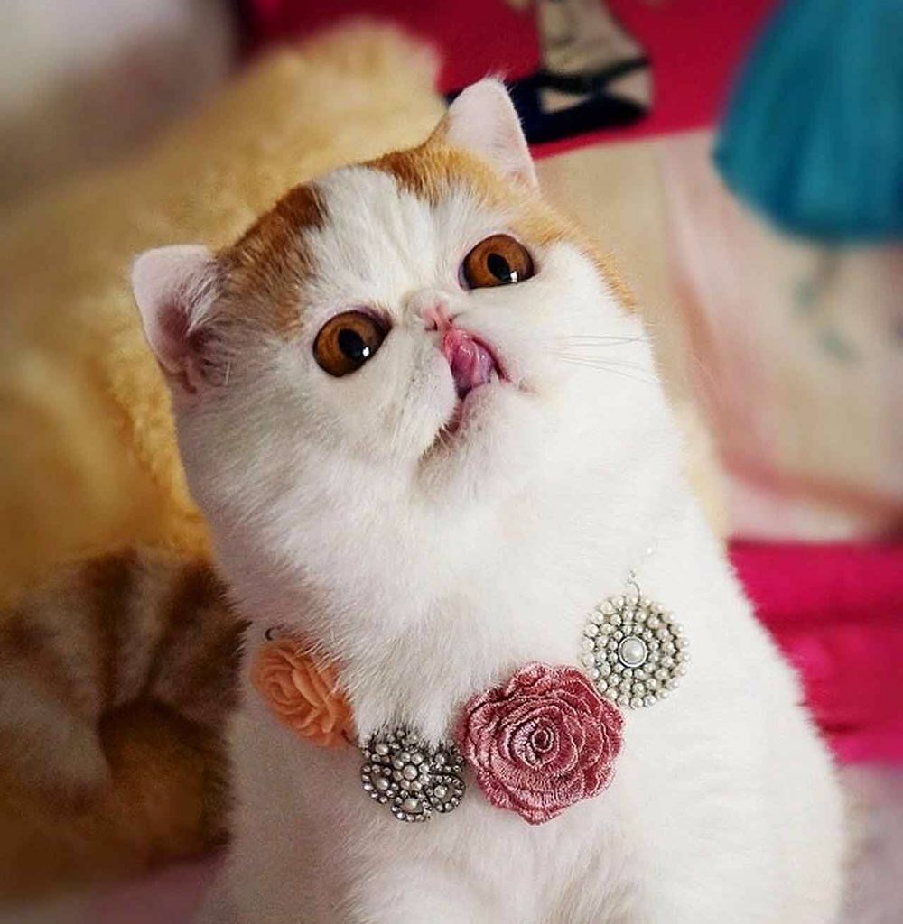 Экзот Снупи