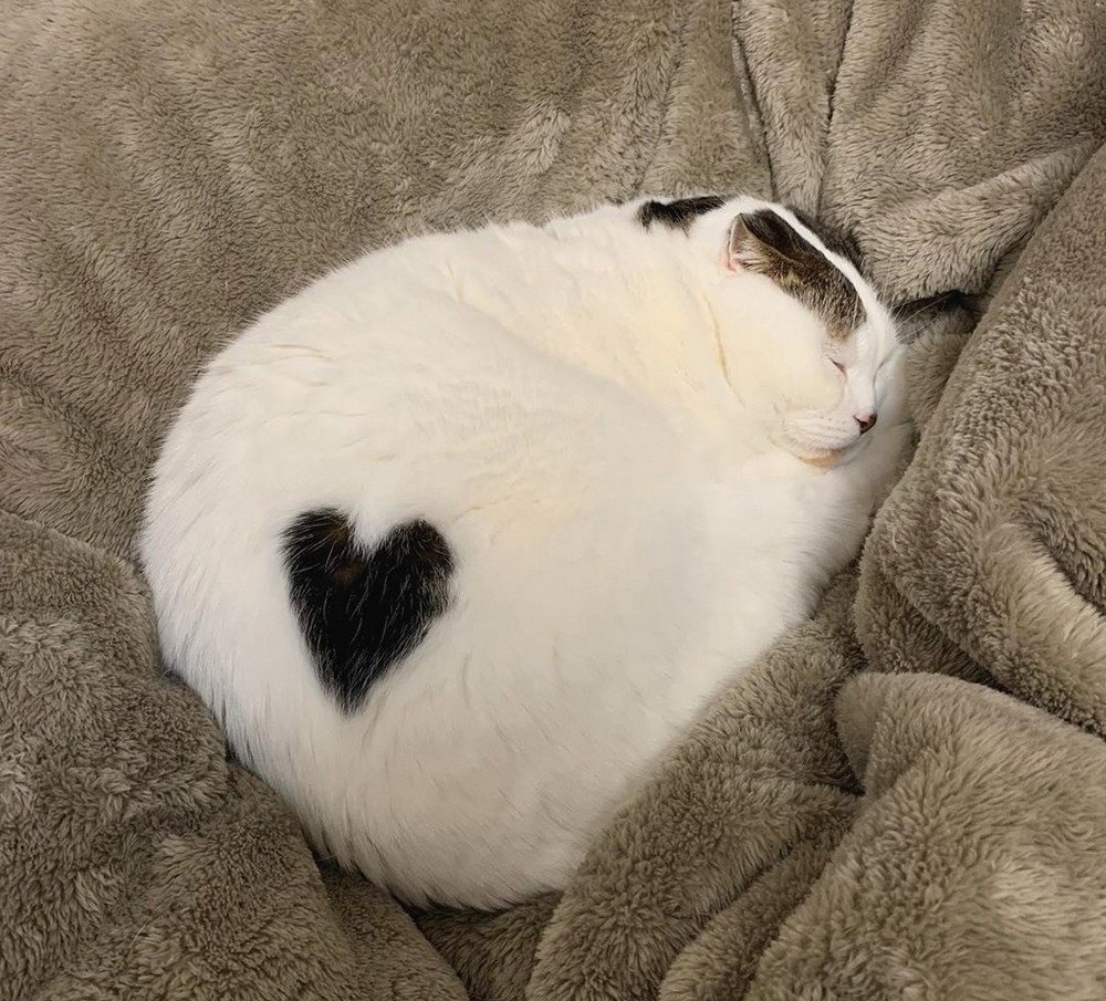 Кошка с сердечком
