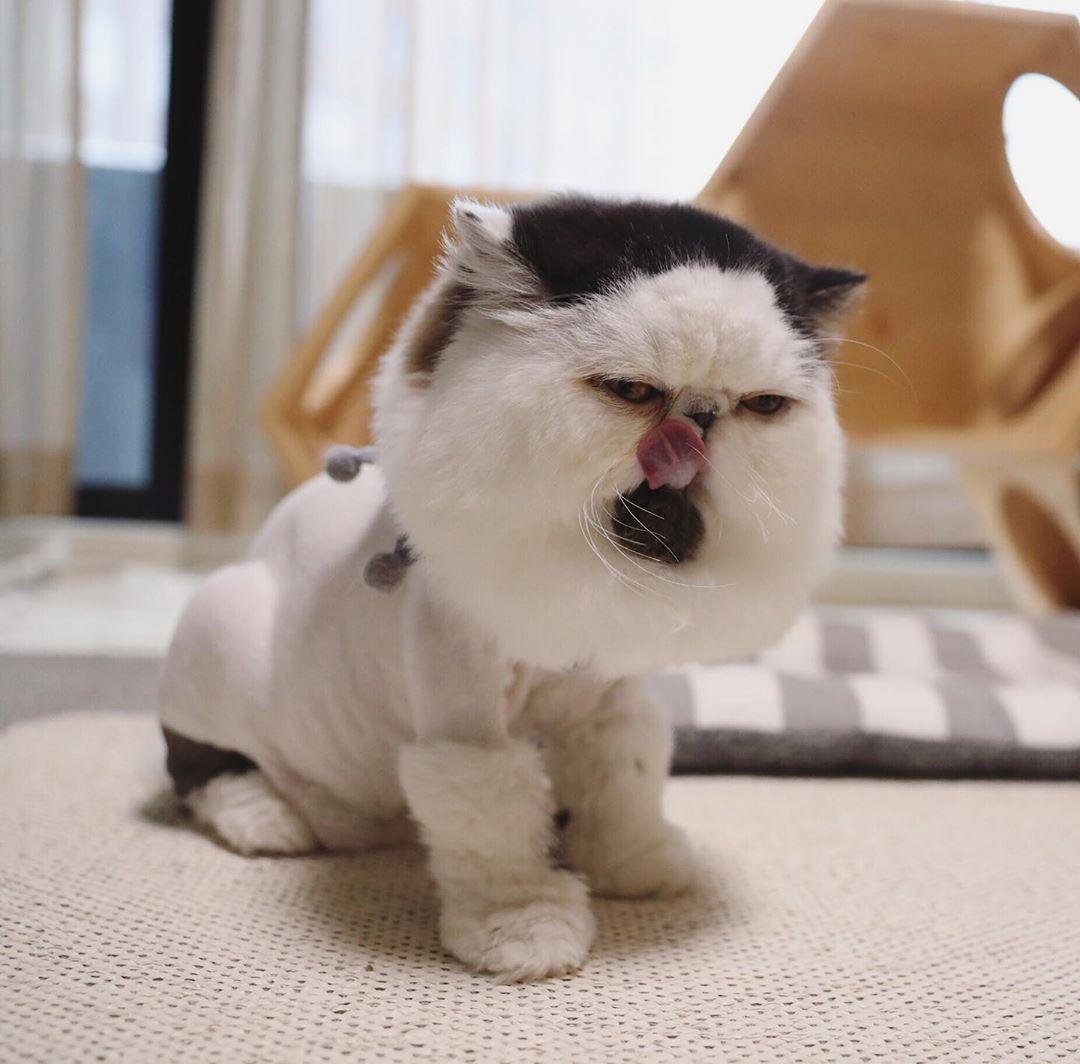 Кот похожий на китайца