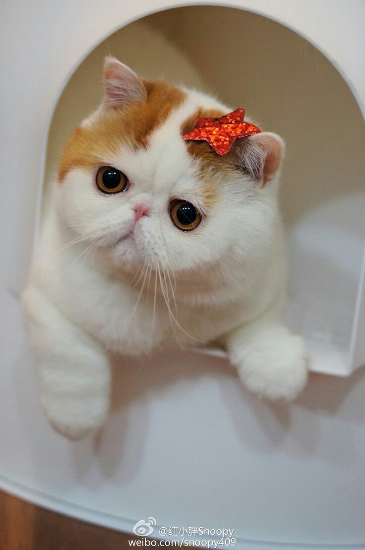 Кот экзот Классик