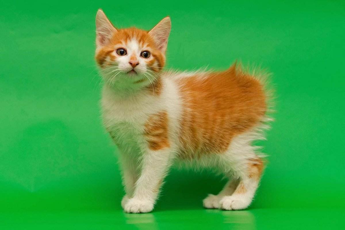 Японский бобтейл