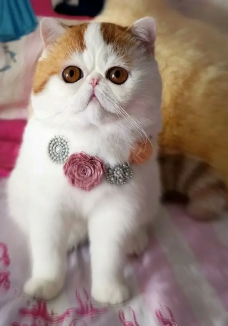 Вислоухий экзот Манчкин