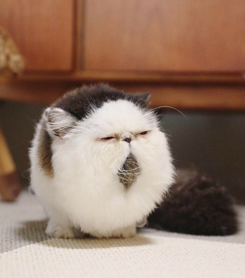 Кот экзот зуу