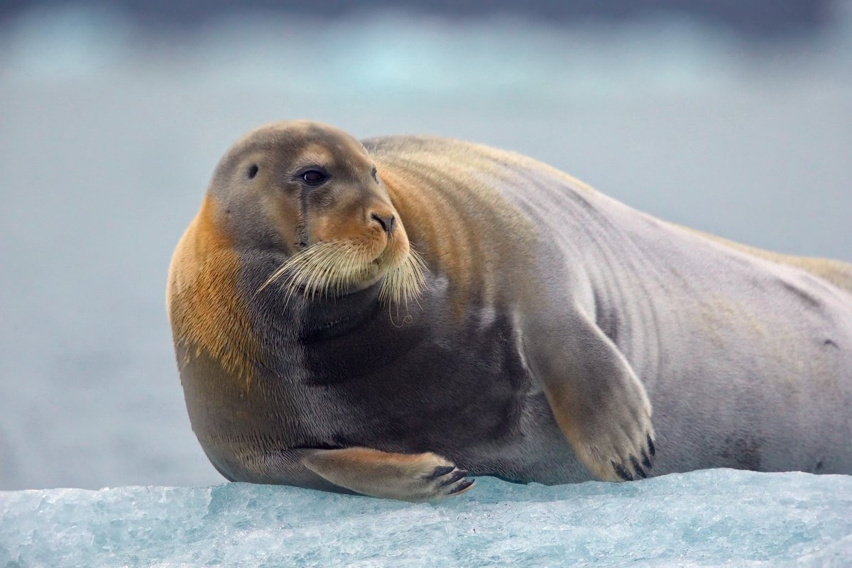 Кольчатая Нерпа Белек