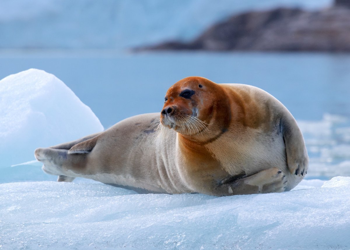 Кольчатая Нерпа остров Врангеля