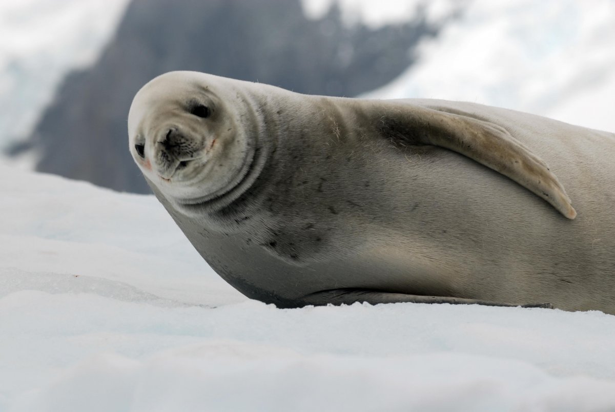 Кольчатая Нерпа Юки