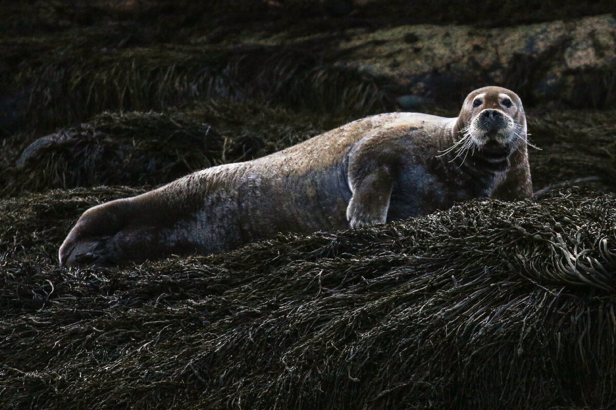 Каспийская кольчатая Нерпа