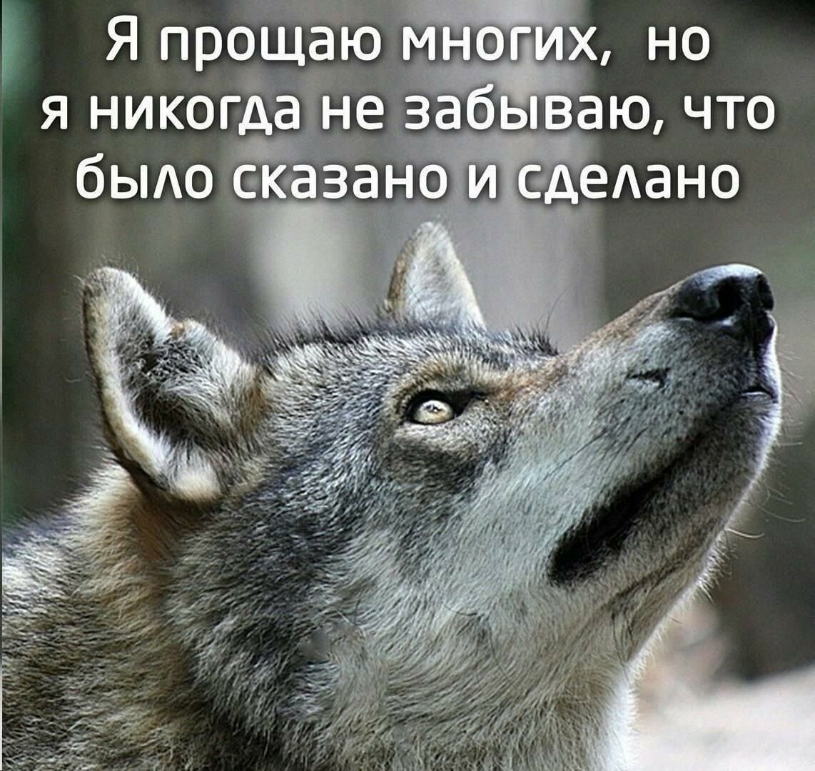 Волк Одиночка Прикол