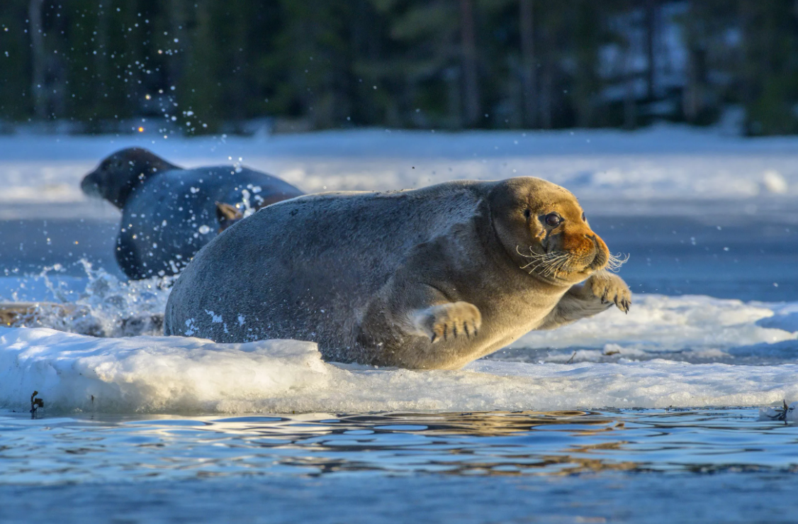 Тюлень Лахтак