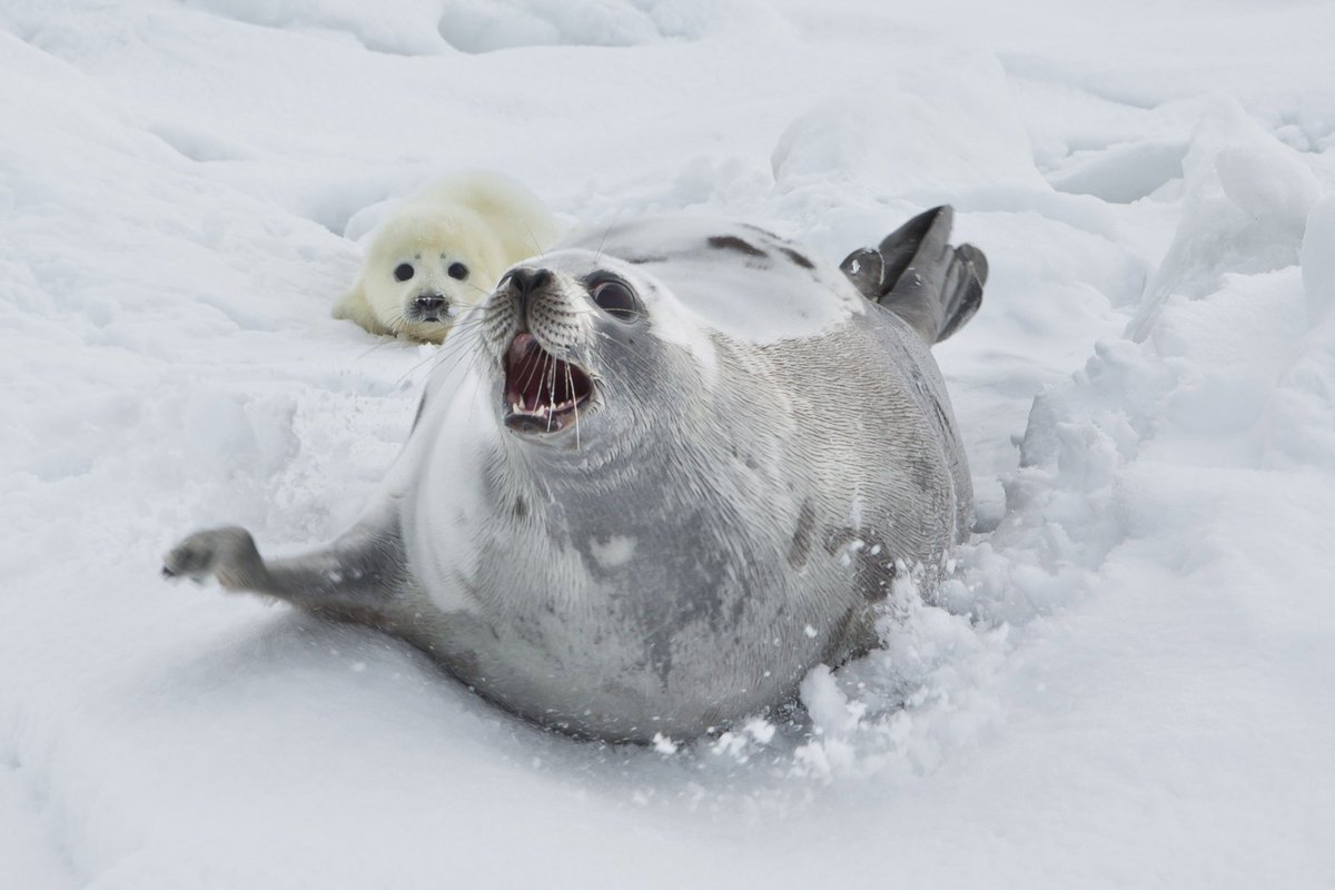 Тюлень морской заяц