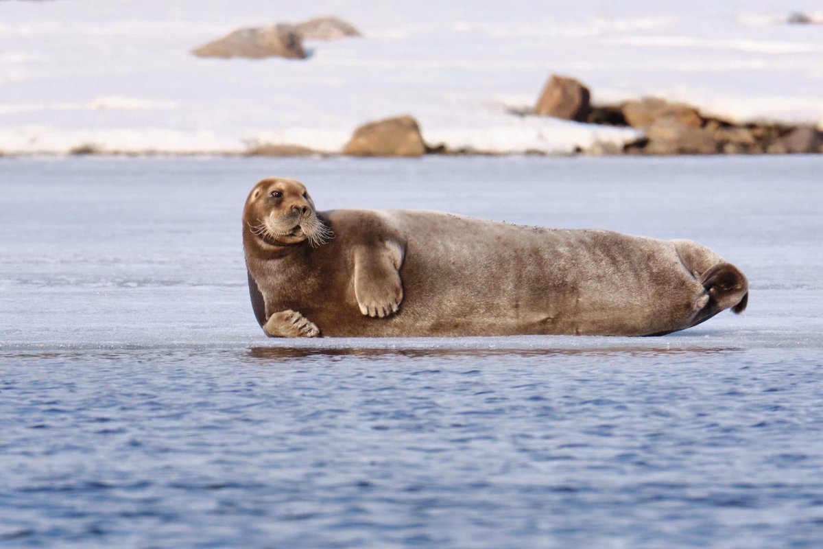 Морской заяц убийца собак